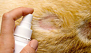 The Best Pet Wound Treatment for Faster Healing & Infection Prevention