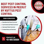 Best Pest Control Services in Meerut by Kuttus Pest Control