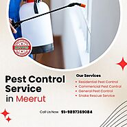 Pest Control Service in Meerut | +91-9897369084