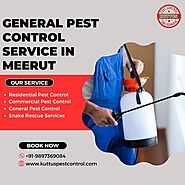 General Pest Control Service In Meerut | +91-9897369084