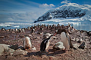 Get down low to photograph penguins