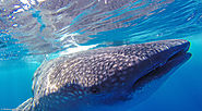 Swimming with Whale Sharks – Mexico