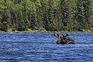 Moose Safari