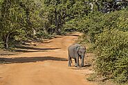 Sri Lanka Elephant