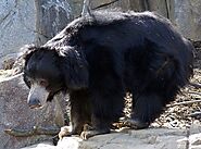 Sloth Bear