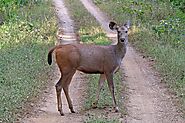 Sambar Deer