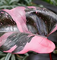 Philodendron Pink Princess: The Variegated Beauty