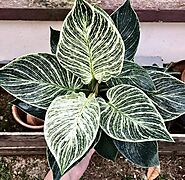 Philodendron Birkin: The Eye-Catching Variegated Plant