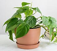 Green Heartleaf Philodendron: The Perfect Easy Care Plant