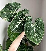 Philodendron Gloriosum: The Stunning Heart-Shaped Plant