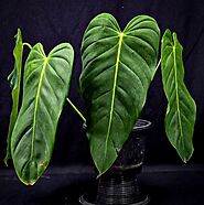 Philodendron Esmeraldense: The Emerald Beauty