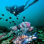 Snorkelling around Passi Reef