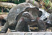 Aldabra Giant Tortoise