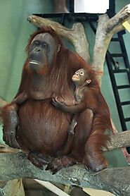 Orangutan