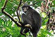 Raffles Banded Langur