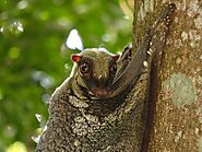 Malayan Colugo