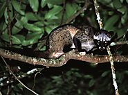 Common Palm Civet