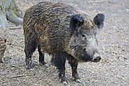 Wild Boar