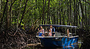 Mangrove Tour