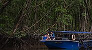 Mangrove Eco Tour