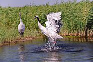 Red-crowned crane