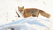 Hokkaido Red Fox