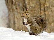 Hokkaido Red Squirrel