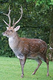 Sika Deer