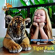 Tiger Park Pattaya | Ticket Price | Travools
