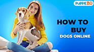 How to Buy Dogs Online - Puppiezo.com