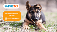 German Shepherd Puppies for sale in Delhi NCR/India At Best Prices | Puppiezo