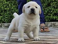 Buy or Adopt Labrador Retriever Puppies for Sale in India – Puppiezo