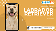 Buy Labrador Retriever for Sale: The Perfect Family Companion