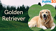 The Golden Retriever Companion: Insights, Care, and Where to Find Your New Best Friend
