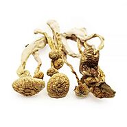 Albino A+ Dried Shrooms , Buy Albino A+ Dried Shrooms Here
