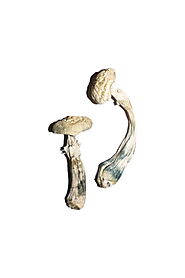 Avery’s Albino Magic Mushrooms , Albino Magic Mushrooms