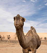 Thrills in the Dunes: What to Expect from an Adventure-Packed Abu Dhabi Desert Safari Package – Abu Dhabi Desert Safari