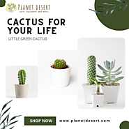 Cactus for your life | Planet Desert