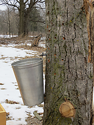Maple syrup festivals