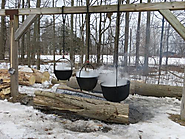 How maple syrup is collected