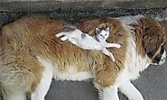 Cats who Use Dogs as Pillows