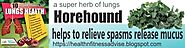 Top Ten Lung Repair Herbs-03 Horehound