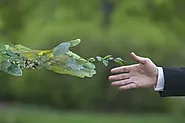 How Can Speciation of Plants Benefit Humans? Detail Explanation - Pulse Stream Daily