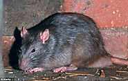 "Super Rats" May Be on the Rise - Online Pest Control