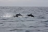 Dolphins & Whale Watching Sri Lanka