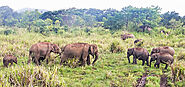 Elephants in Habarana