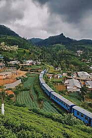 Up-country Tea Estate