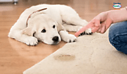 Why DIY Solutions Can't Match Professional Pet Urine Odor Removal