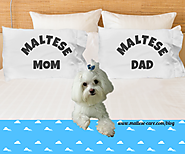 Maltese Mom And Dad Pillow Cases
