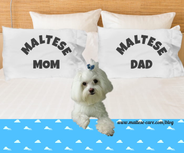 Maltese Dog Lover Xmas Gifts A Listly List